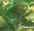 教科书式教你钓武昌鱼(鳊鱼)视频
