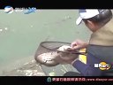 《渔我同行》第203期 龙上钓鲢下 化绍新钓白鲢 [视频]