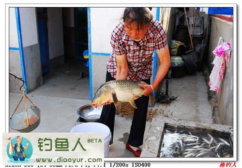 大鲤鱼