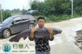 湖南岳阳钓友在铁山水库钓获52斤超大青鱼