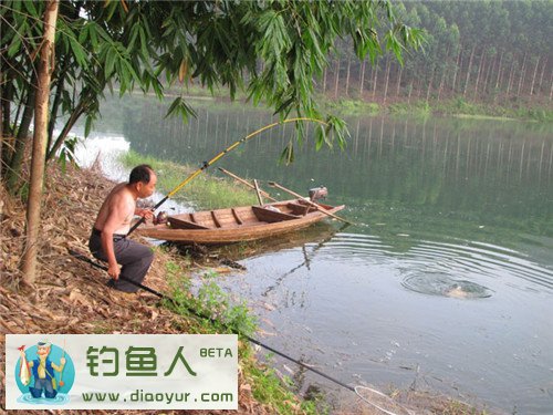 大鲤鱼