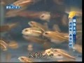 《宝岛渔很大》20110828 鳝鱼天后最难养的怪鱼