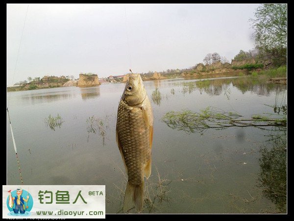 钓鲫鱼