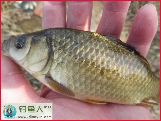 钓鱼技巧