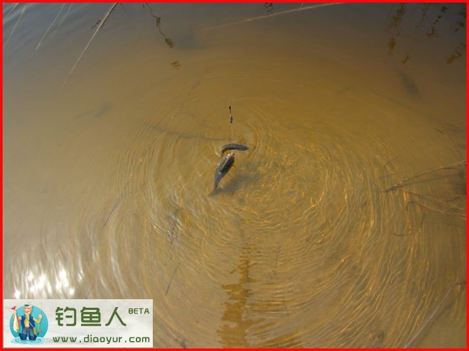 双飞鲫鱼