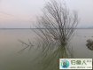 武汉的冬季用蚯蚓钓到大草鱼