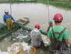 广东珠海海鲈养殖业再陷混沌-新苗投放近两亿尾