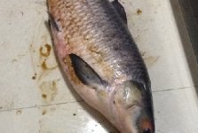 与叔叔收费鱼塘钓获68斤大青鱼
