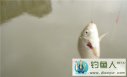 红虫拉饵的配制方法 [图文]
