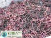使用蚯蚓钓鱼时选择蚯蚓和装钩技巧解析
