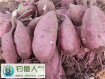 鲫鲤草鳊鱼通杀鱼饵红薯饵的自制方法介绍