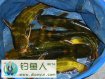 夏季钓黄颡鱼技巧详细分析