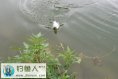 秋季是钓大鲫鱼的好时节分享