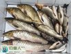 春夏秋冬钓草鱼用饵技巧详细分析