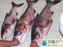 钓鲢鳙的技巧和方法分享