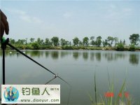 十五钓不上鲢鳙鱼的原因详细分析
