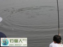 影响钓鲢鳙的两个因素气温和气压分析