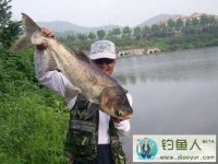 手竿底钓鳙鱼(花鲢、胖头鱼)的技巧分析