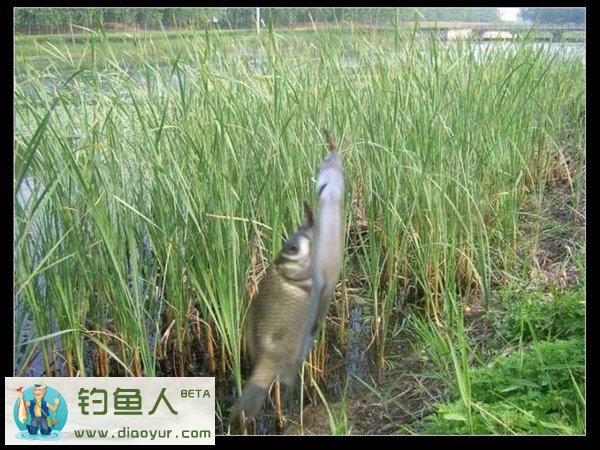 传统钓鲫鱼