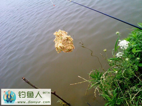包食钓草鱼