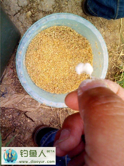 长竿短线包食钓法