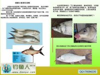 水库垂钓土鲮鱼的技巧和方法分享