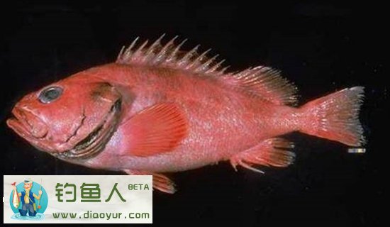 阿拉斯加发现200岁石斑鱼!17公斤104厘米