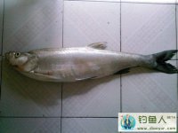 精选钓翘嘴的方法技巧详解