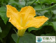 垂钓草鱼饵料窝料实战配方(芦苇麸皮玉米面)