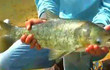 《江湖行》库战鲢鳙 2013-08-14