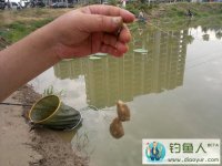 麻团钓法馍蘸酱钓法技巧解析附配方介绍