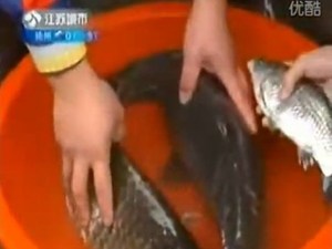 12斤鲫鱼惊现江苏-巨无霸成镇店之宝