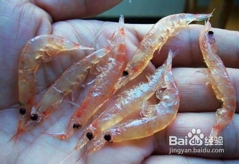 钓鱼技巧鱼饵篇--怎样做虾饵钓鱼