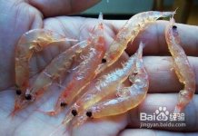 怎样做虾饵钓鱼？做虾饵的技巧详解