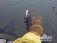 如何钓鱼系列之如何垂钓青鱼(习性钓法)