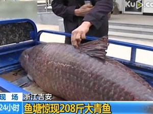 央视报道-浙江安吉惊现208斤大青鱼视频