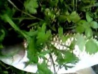 老钓友钓草鱼秘籍无私分享：如何用草钓草鱼 [视频]