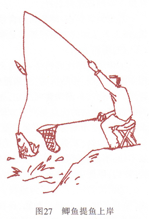 鲫鱼提鱼上岸.jpg
