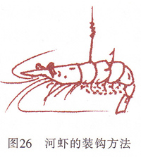 河虾的装钩方法.jpg