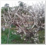 “漂好难调”惠东皇田水库春钓鲮鱼
