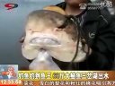 钓鱼钓到鱼王-三岔湖66斤大鲶鱼出水[视频]