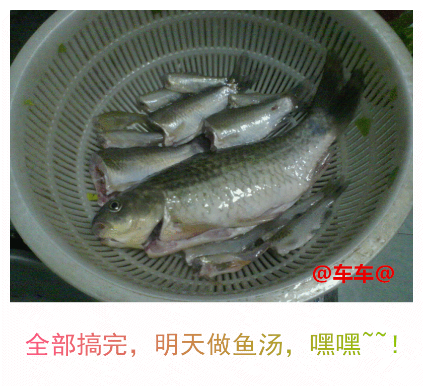 准备做鱼汤.gif 准备做鱼汤.gif