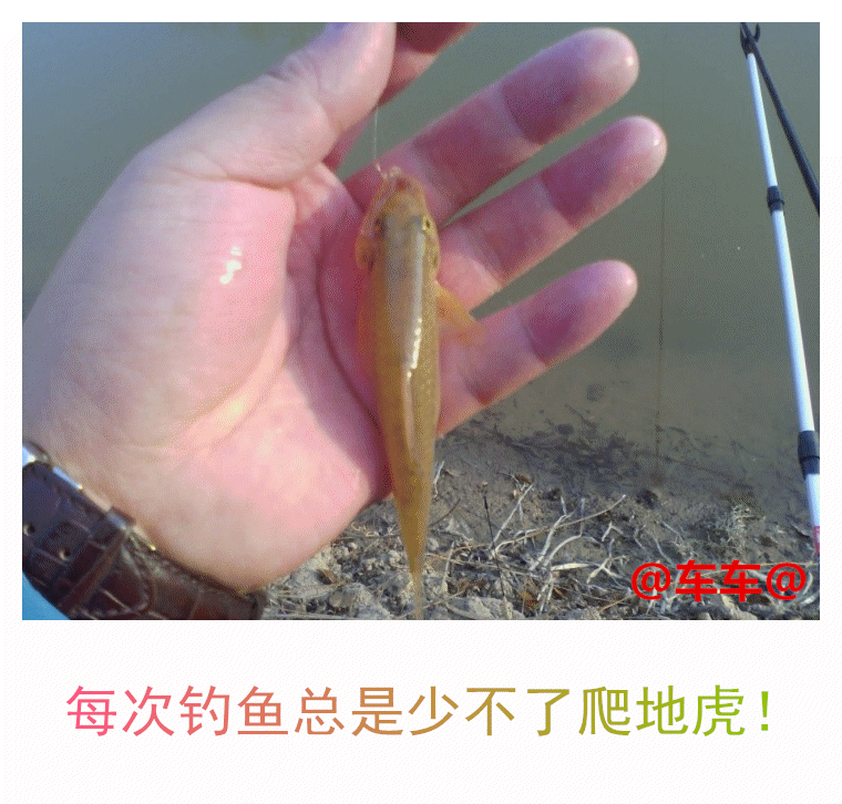 爬地虎.gif 爬地虎.gif