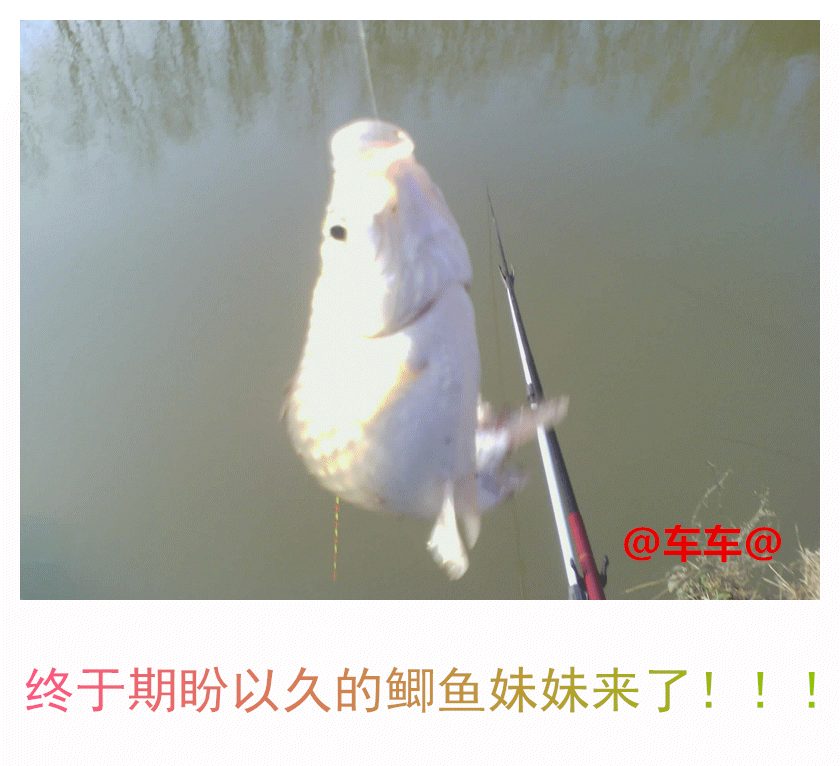 鲫鱼妹妹.gif 鲫鱼妹妹.gif