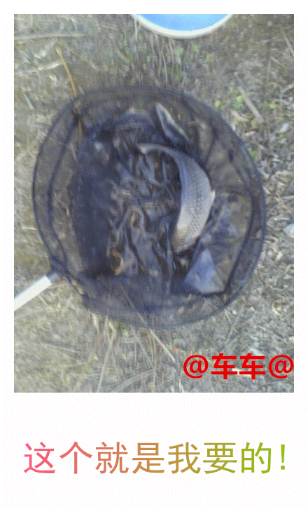 抄鱼.gif 抄鱼.gif
