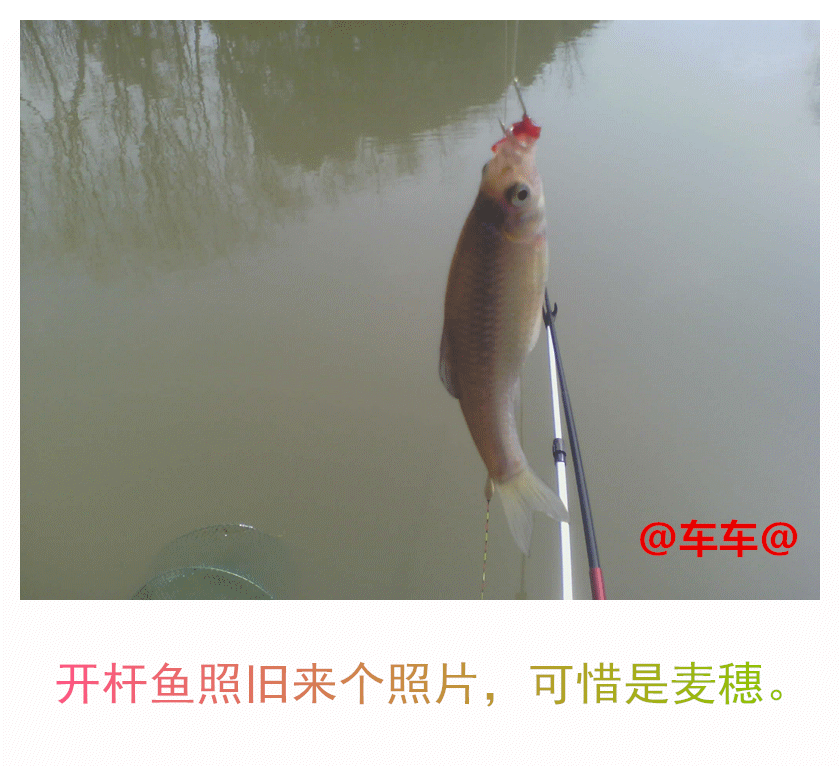 开杆鱼.gif 开杆鱼.gif