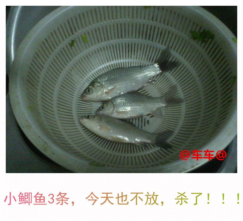 小鲫鱼.gif 小鲫鱼.gif
