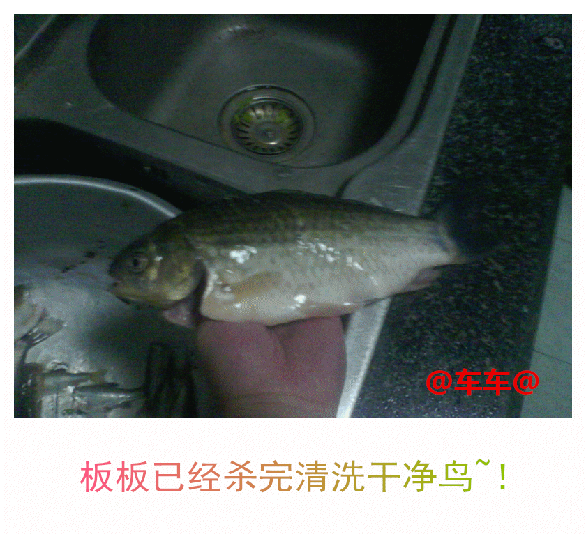 洗鱼.gif 洗鱼.gif