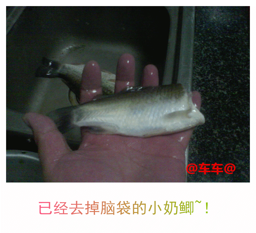 奶鲫.gif 奶鲫.gif