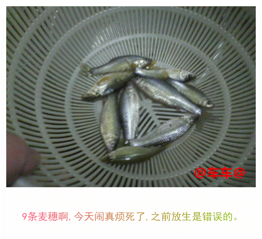 9条麦穗.gif 9条麦穗.gif